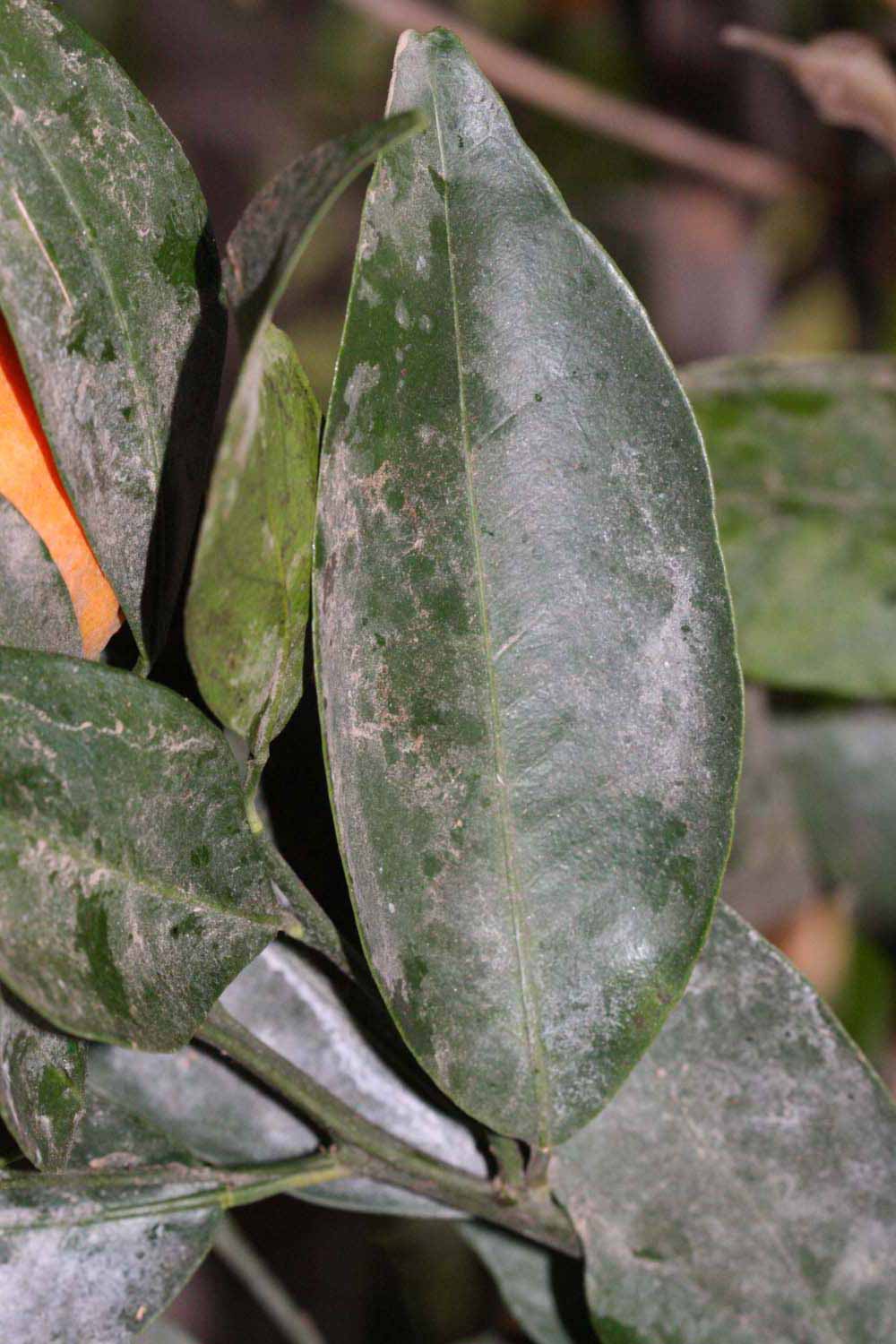              Unifoliolate leaf (Riverside, CA)       